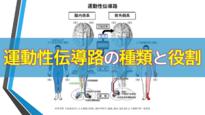 運動性伝導路の種類と役割